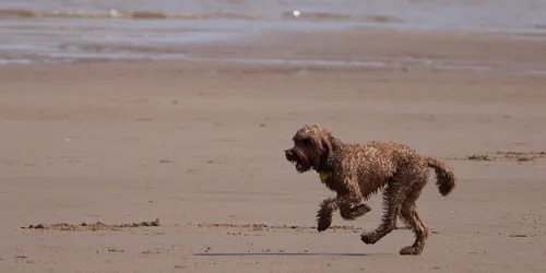This landscape photograph was taken on the beach at Sutton on Sea, Lincolnshire, England, in the United Kingdom, on a spring morning. The main subject of the image is a Labradoodle, a type of dog, running across the sandy shore, illustrating the concept of dogs in motion. The scene captures animals enjoying open spaces by the sea, with the gentle waves of the North Sea visible in the background. The coastal environment characteristic of Sutton on Sea adds context and locational detail to this image of a dog full of energy during a typical springtime outing in England.